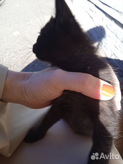 Котята чёрные симпатичные