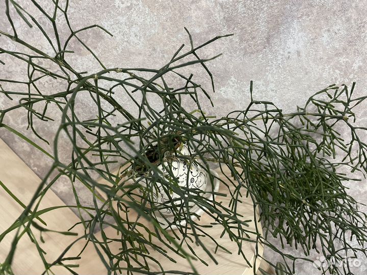 Хатиора солеросовая