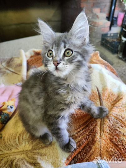 Котята мейн-кун