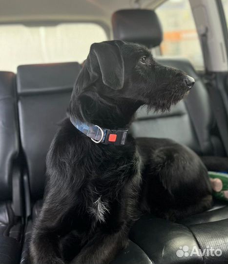 Красивый умный мальчик, Дракхаар ищет подругу