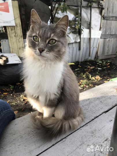 Кошка