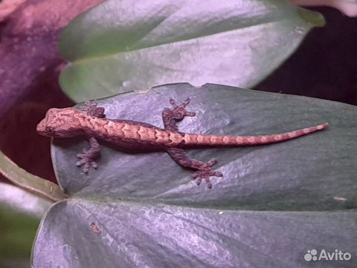 Lepidodactylus lugubris (Траурный геккон)