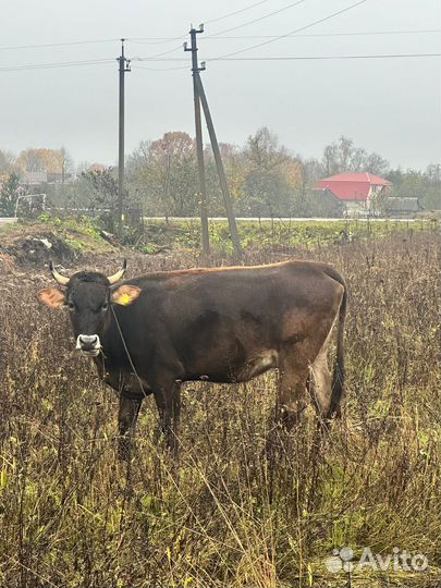 Корова хорошая дойная