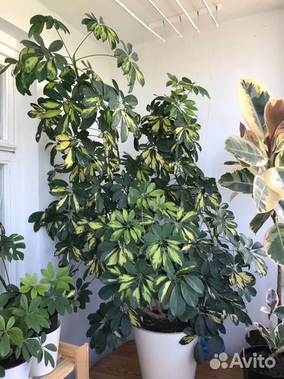 Шефлера вариегатная