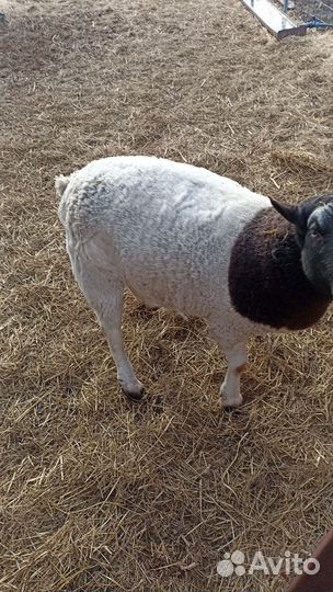 Баран дорпер