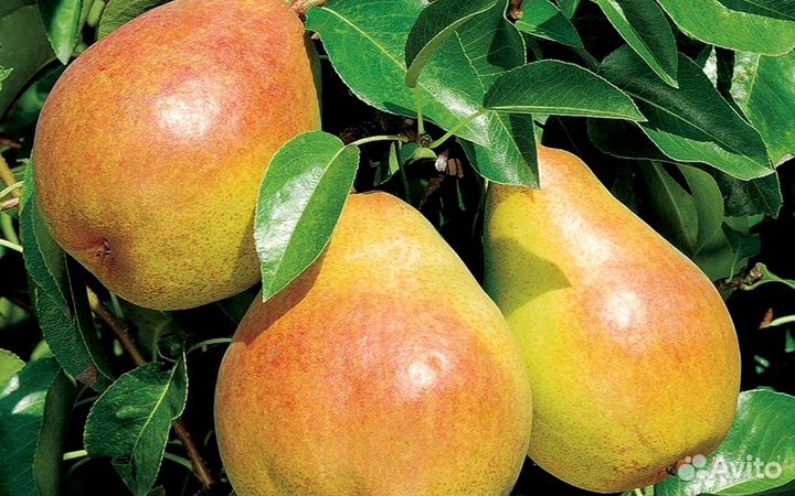 Саженцы туя яблоня виноград вишня груша слива