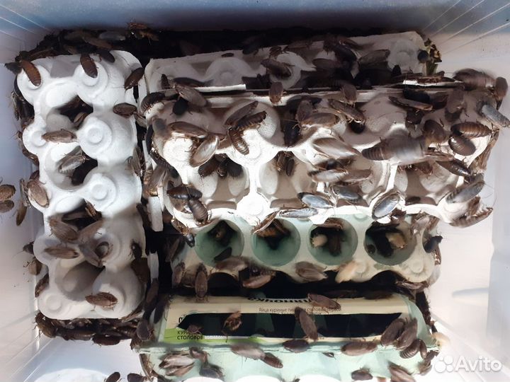 Таракан мраморный