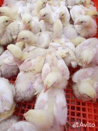 Бройлер подрощенный и