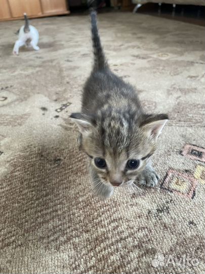 Кошка в дар