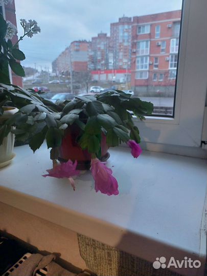 Декабрист