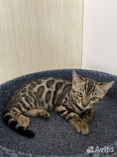 Бенгальская леопардовая кошка
