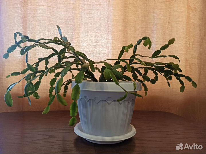 Декабрист зигокактус Шлюмбергера в горшке