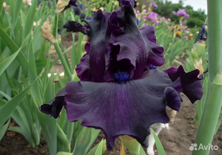 Ирисы бородатые сортовые