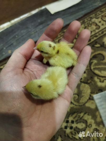 Перепела продажа