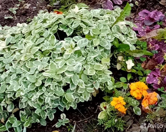 Цветы многолетние