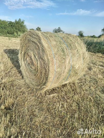 Продам сено в рулонах