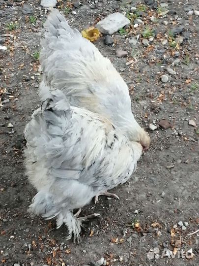 Цыпленок брама