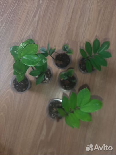 Замиокулькас