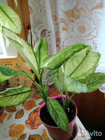 Диффенбахия