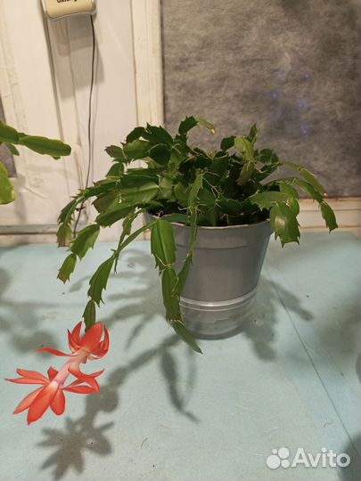 Декабрист шлюмбергера красный