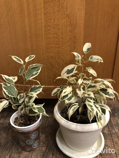 Фикус бенджамина