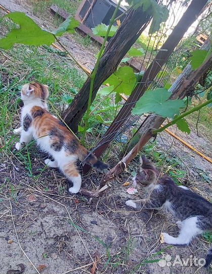 Британские котята