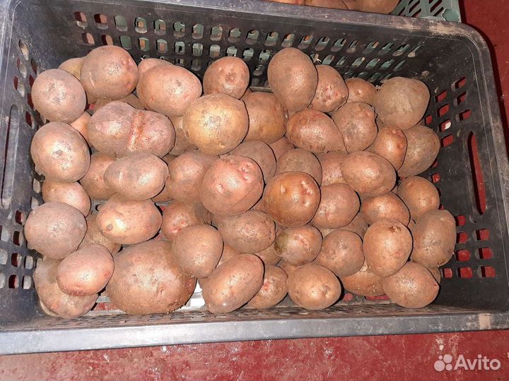 Картофель сортовой