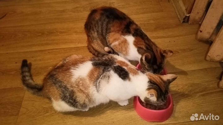 Кошки в добрые руки