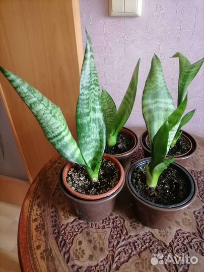 Комнатные растения