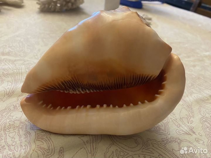 Раковина (ракушка) морская