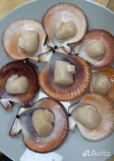 Свежий морской гребешок, морской еж
