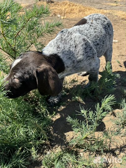 Щенки дратхаара