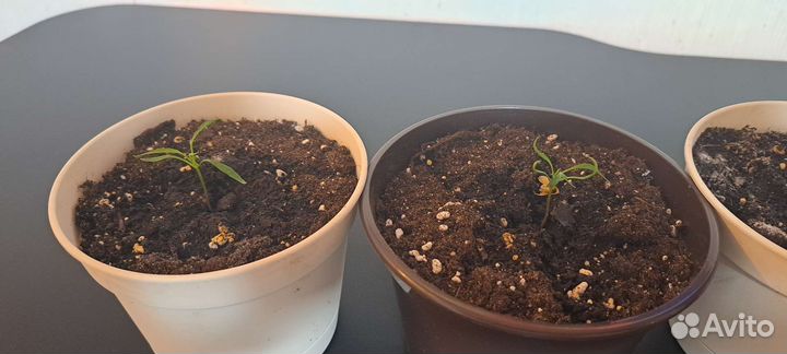 Рассада Candlelight mutant