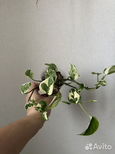 Эпипремнум Н-джой