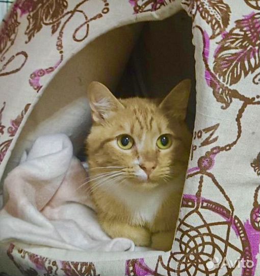 Милейший рыжий кот в поисках дома