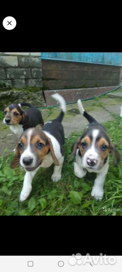 Эстонская гончая щенки