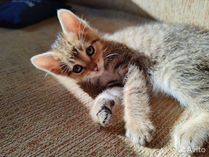 Котенок в добрые руки