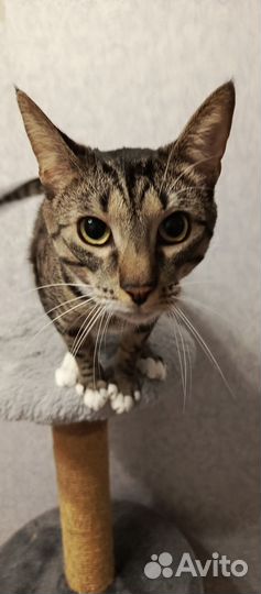 Кот ищет дом