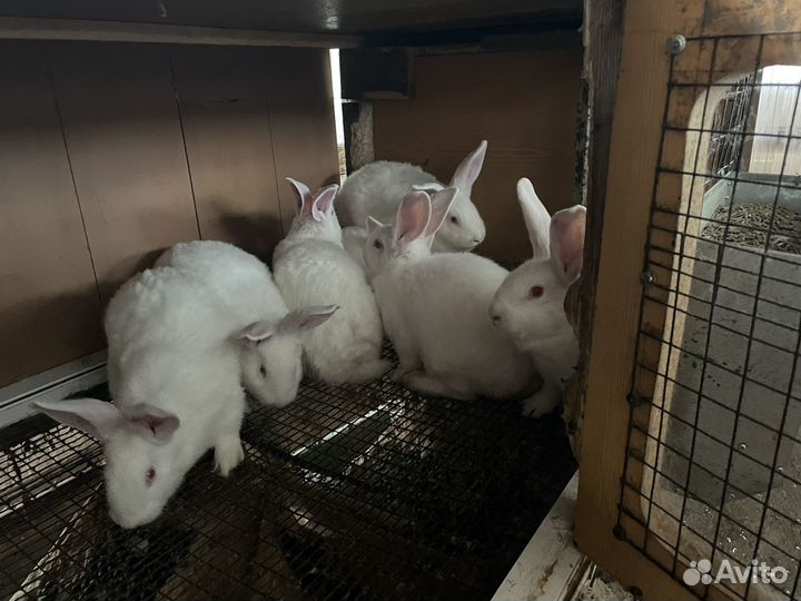 Кролики великаны белый панон