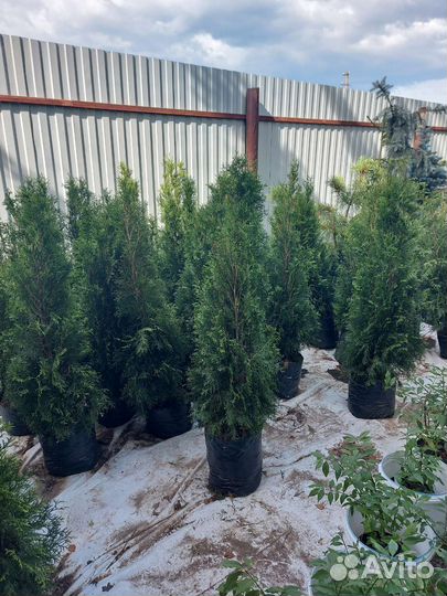 Продажа туя Смарагд 100см