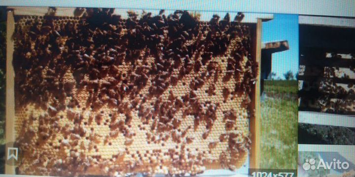 Продаю пчел, пчелопакеты, пчелосемьи