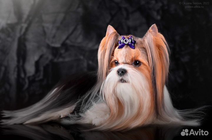 Бивер вязка