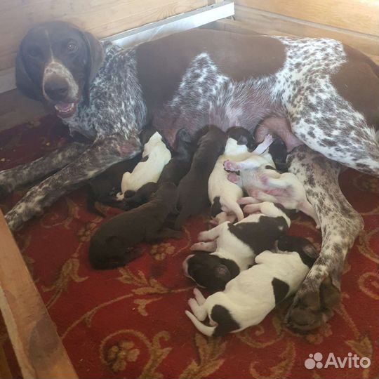 Щенки курцхаара