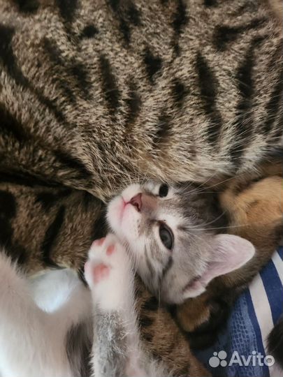 Котята в добрые руки бесплатно