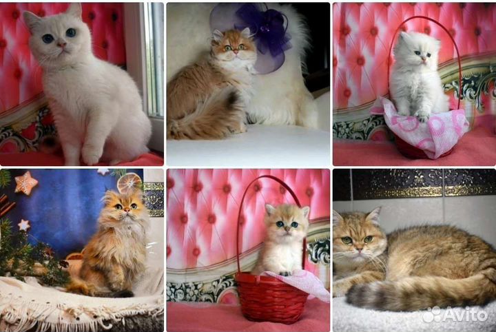 Распускаем питомник, в дар лишь взрослые кастраты