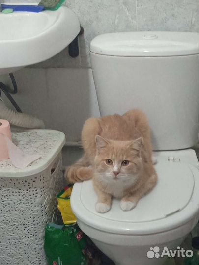 Кошки