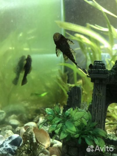 Аквариумные сомики