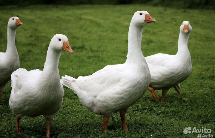 Гуси