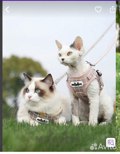 Шлейка для маленьких собак и кошек