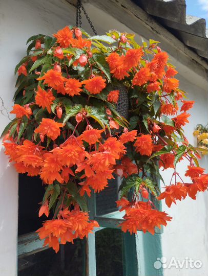 Бегония кустовая, полуампельная